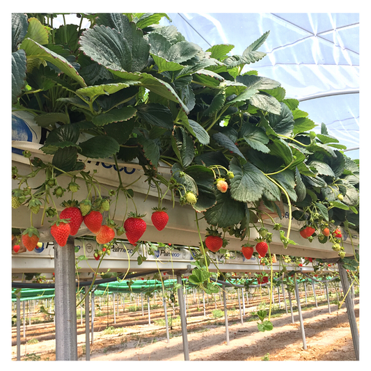 Natursnacks elabora fruta deshidratada made in spain, de agricultores de cercanía, directamente del campo 